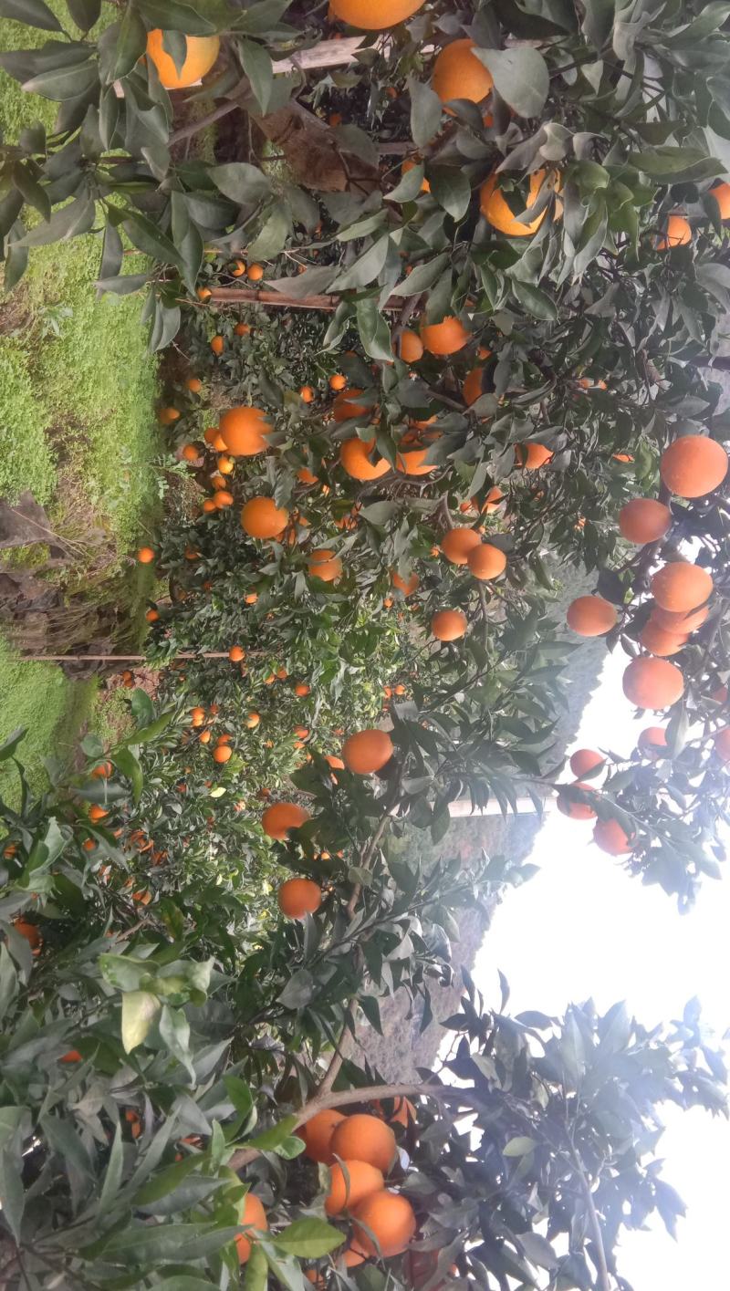 【精选脐橙枝条】湖北脐橙枝条规格全品种多苗圃现挖现发