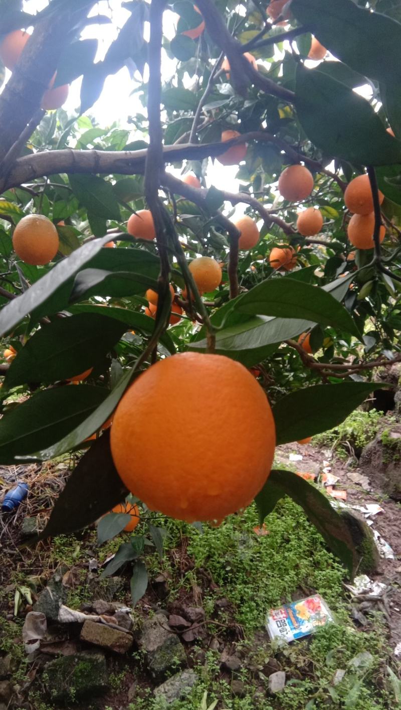 【精选脐橙枝条】湖北脐橙枝条规格全品种多苗圃现挖现发