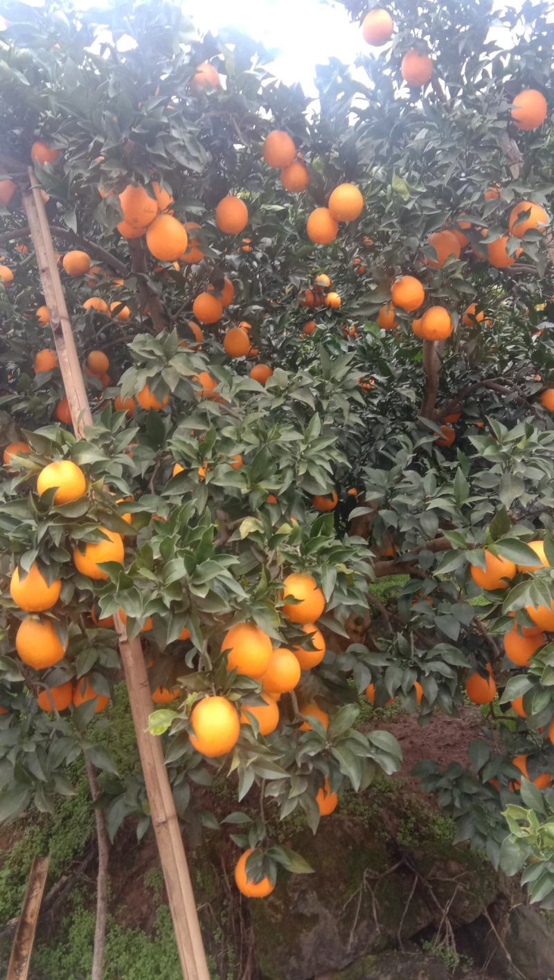 【精选脐橙枝条】湖北脐橙枝条规格全品种多苗圃现挖现发