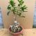 桂花盆栽室内四季开花浓香型嫁接金桂丹桂沉香桂
