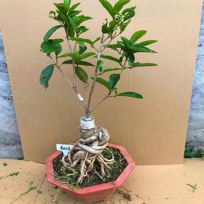 桂花盆栽室内四季开花浓香型嫁接金桂丹桂沉香桂