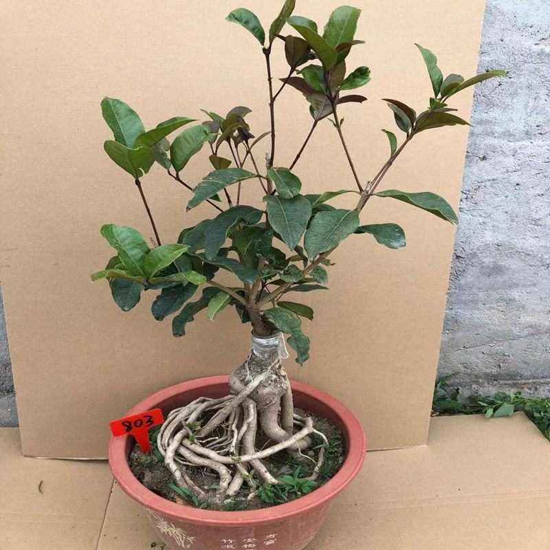 桂花盆栽室内四季开花浓香型嫁接金桂丹桂沉香桂