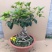 桂花盆栽室内四季开花浓香型嫁接金桂丹桂沉香桂