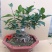 桂花盆栽室内四季开花浓香型嫁接金桂丹桂沉香桂