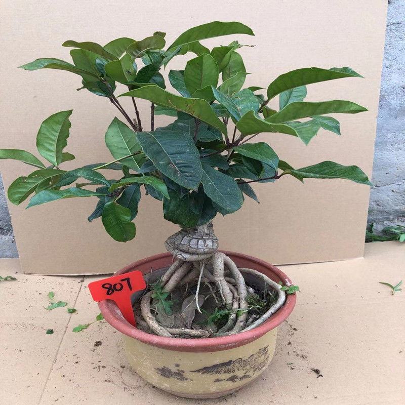 桂花盆栽室内四季开花浓香型嫁接金桂丹桂沉香桂