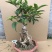 桂花盆栽室内四季开花浓香型嫁接金桂丹桂沉香桂