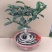 桂花盆栽室内四季开花浓香型嫁接金桂丹桂沉香桂