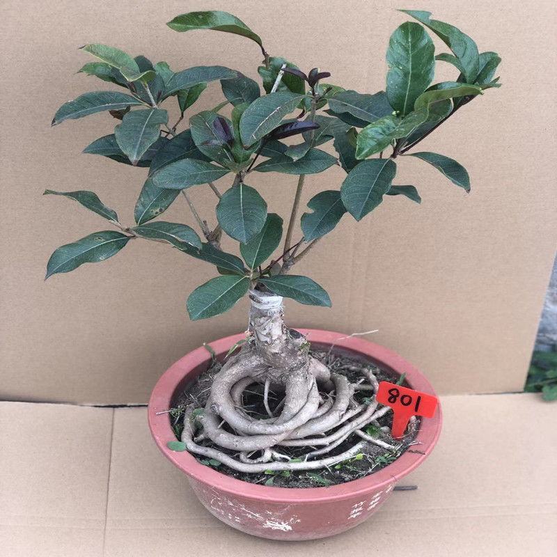 桂花盆栽室内四季开花浓香型嫁接金桂丹桂沉香桂