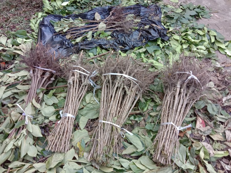 正宗红妃樱桃树苗，四川苗品种纯，自花结实，甜度可达20