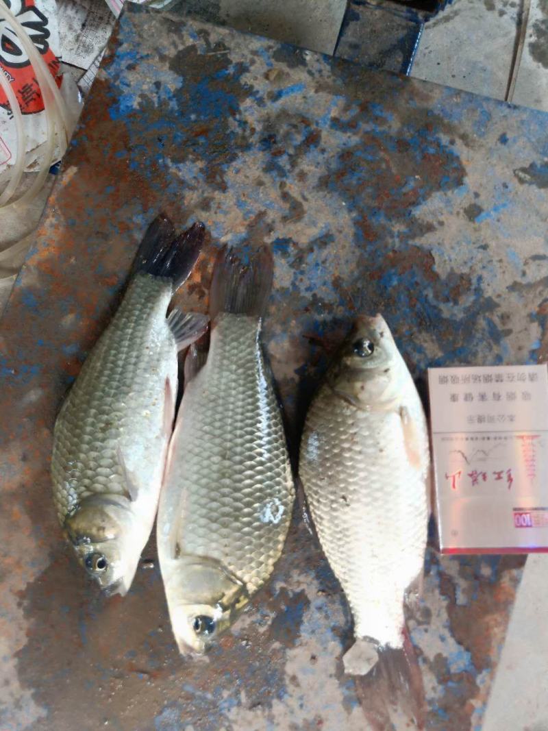 鲫鱼生态良种鲫鱼鱼场批发直供提供垂钓放塘抬网起鱼