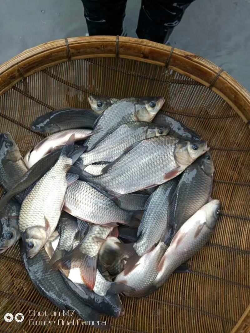 鲫鱼生态良种鲫鱼鱼场批发直供提供垂钓放塘抬网起鱼