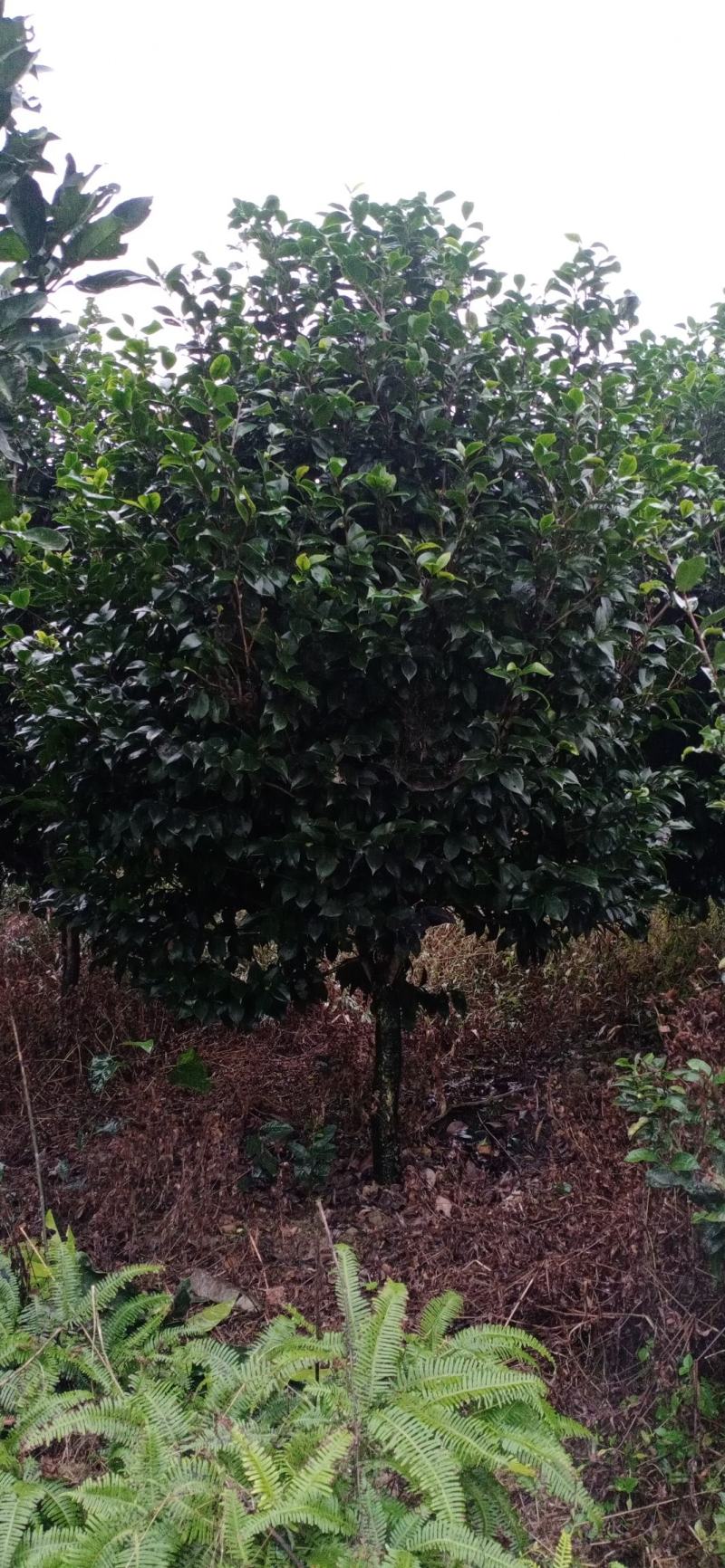 茶花，茶花地苗，茶花杯苗，茶花树，四川宜宾高县罗场茶花种