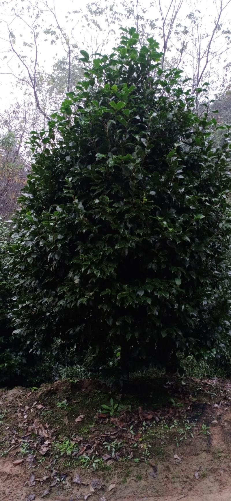 茶花，茶花地苗，茶花杯苗，茶花树，四川宜宾高县罗场茶花种