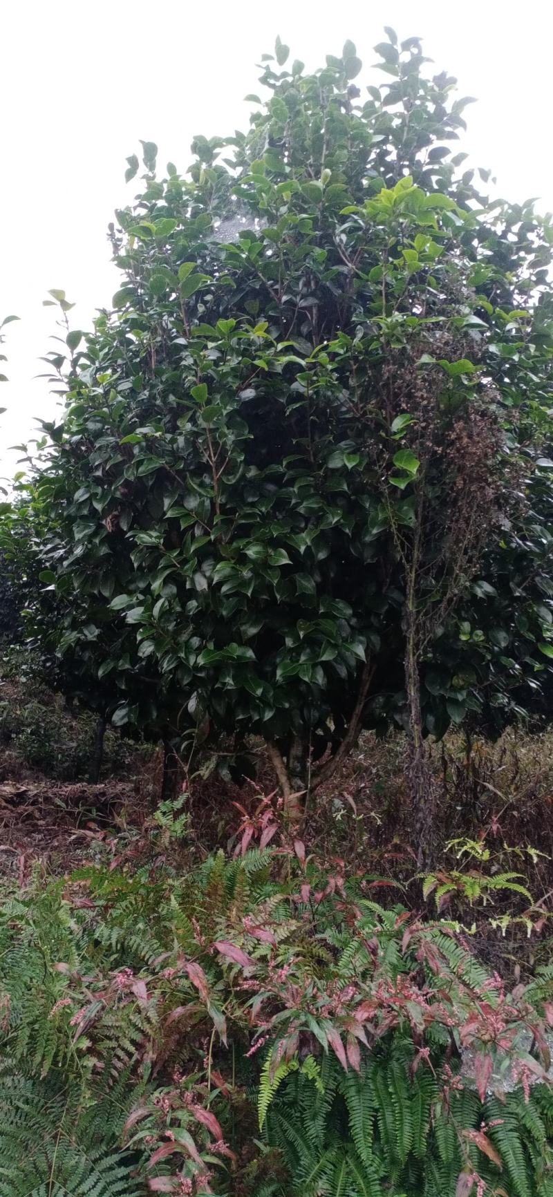 茶花，茶花地苗，茶花杯苗，茶花树，四川宜宾高县罗场茶花种
