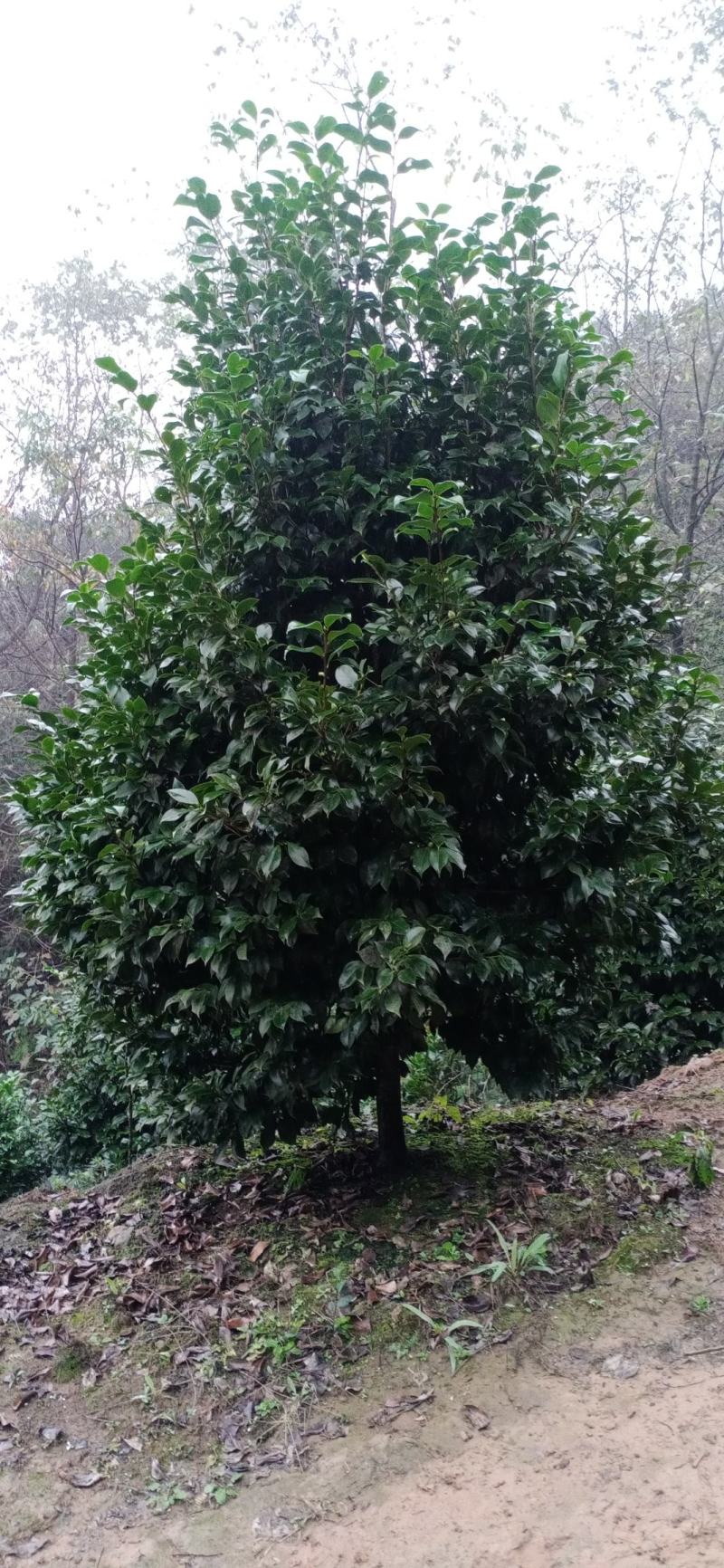 茶花，茶花地苗，茶花杯苗，茶花树，四川宜宾高县罗场茶花种