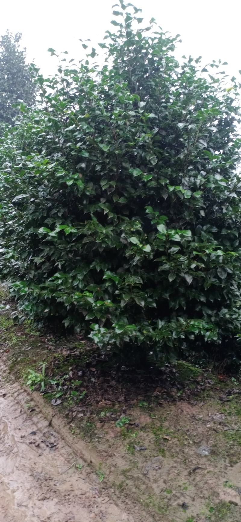 茶花，茶花地苗，茶花杯苗，茶花树，四川宜宾高县罗场茶花种