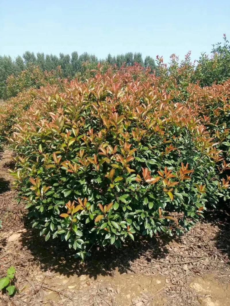 红叶石楠基地直销红叶石楠苗，高杆红叶石楠，红叶石楠球。