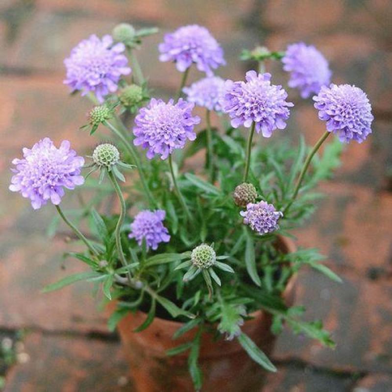 轮峰菊种子紫盆花种子庭院阳台种子景观花海