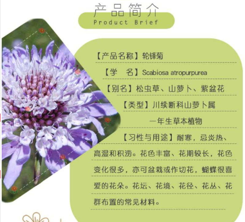 轮峰菊种子紫盆花种子庭院阳台种子景观花海