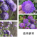 轮峰菊种子紫盆花种子庭院阳台种子景观花海