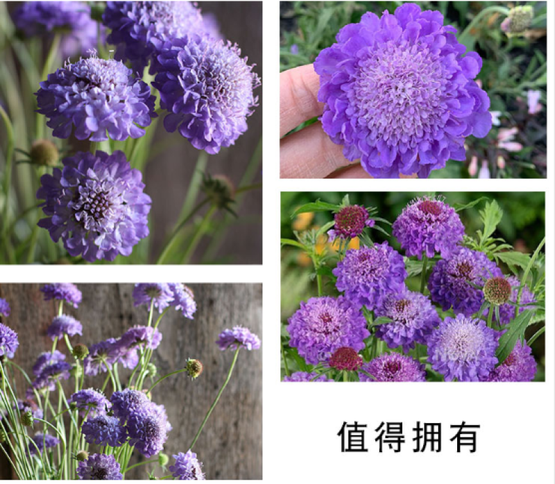 轮峰菊种子紫盆花种子庭院阳台种子景观花海
