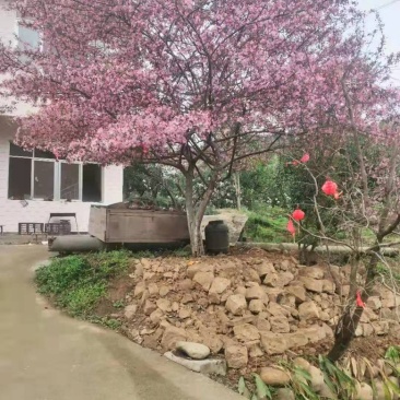 垂丝海棠，地径15，高度5米以上，冠幅4米以上