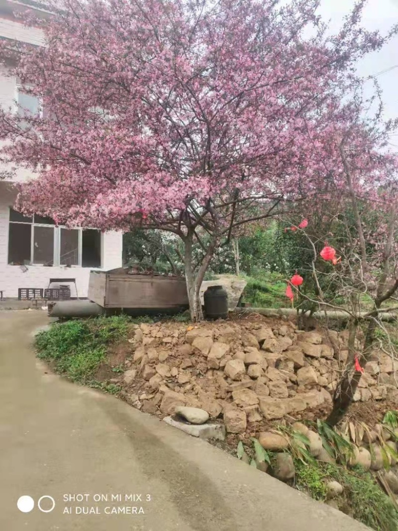 垂丝海棠，地径15，高度5米以上，冠幅4米以上