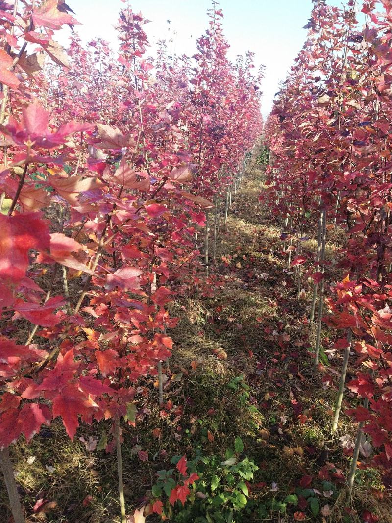 红冠红枫树苗自己种植，没有中间商，欢迎选购。