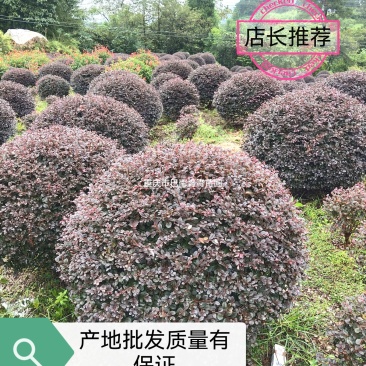 重庆精品红继木球基地海量货源.规格齐全.价格美丽
