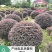 重庆精品红继木球基地海量货源.规格齐全.价格美丽