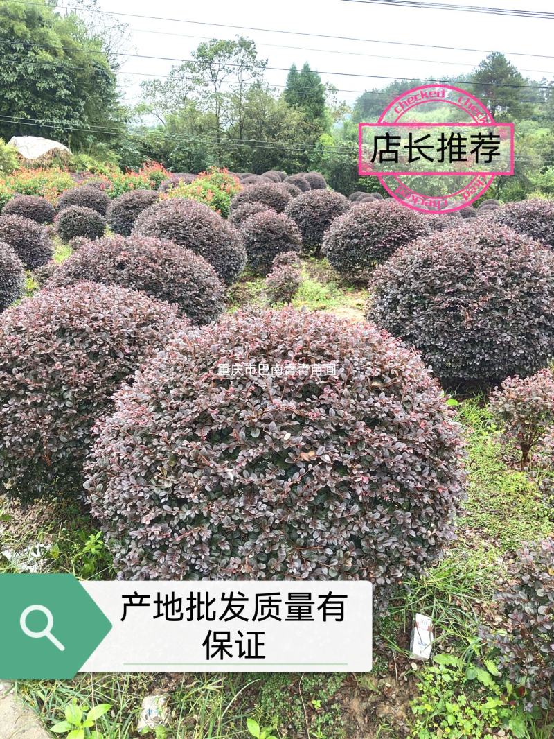 重庆精品红继木球基地海量货源.规格齐全.价格美丽