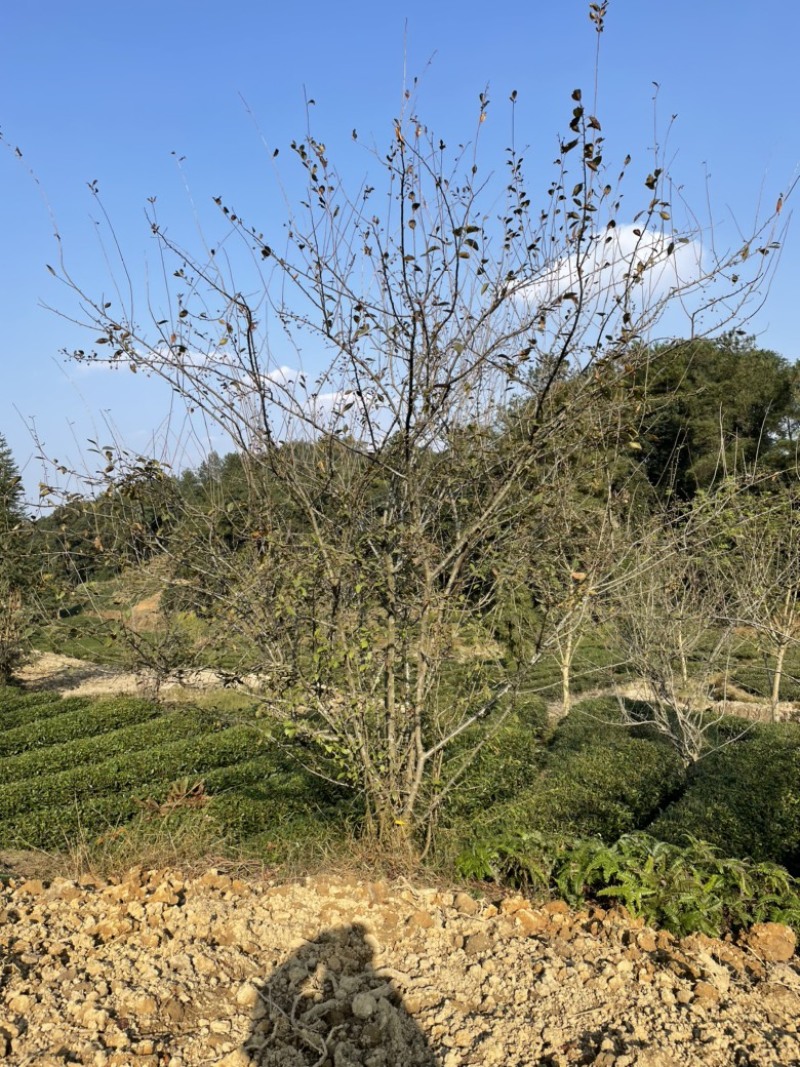 垂丝海棠，丛生，高度4米，冠幅3米