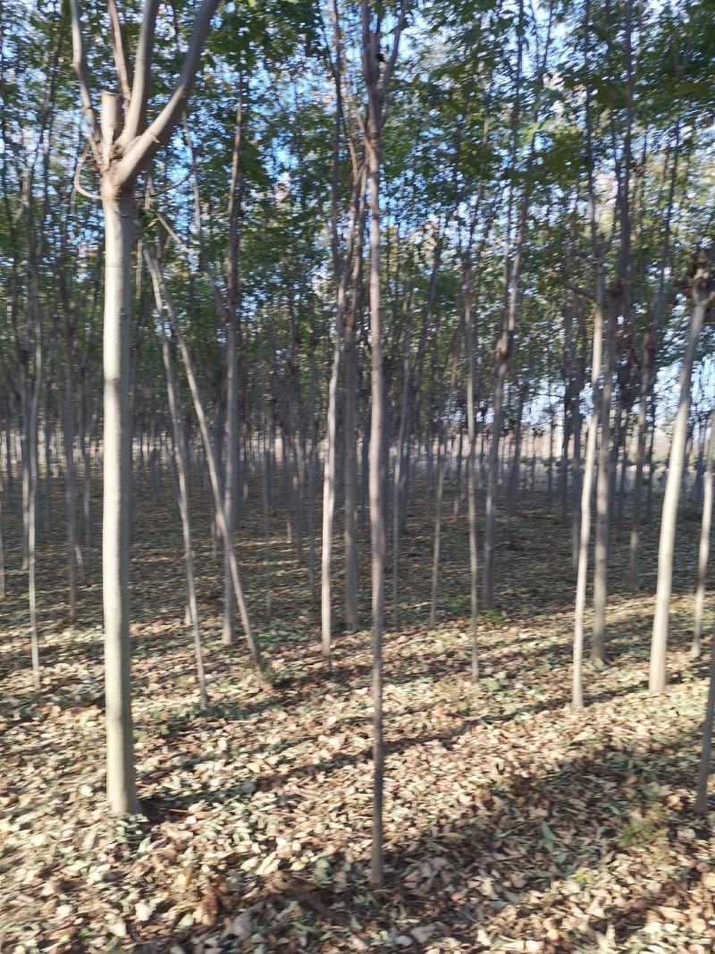 栾树3公分栾树原生冠裸根带土球截头发帽各种规格