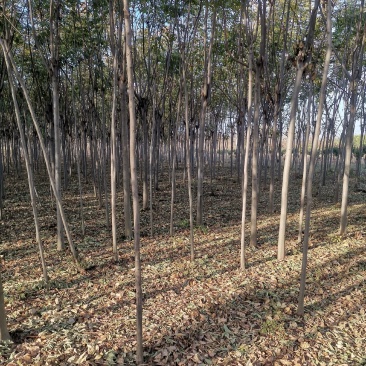 栾树3公分栾树原生冠裸根带土球截头发帽各种规格