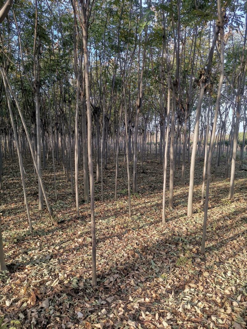 栾树3公分栾树原生冠裸根带土球截头发帽各种规格