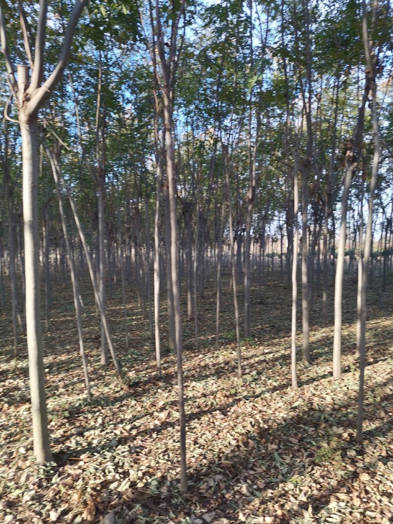 栾树3公分栾树原生冠裸根带土球截头发帽各种规格