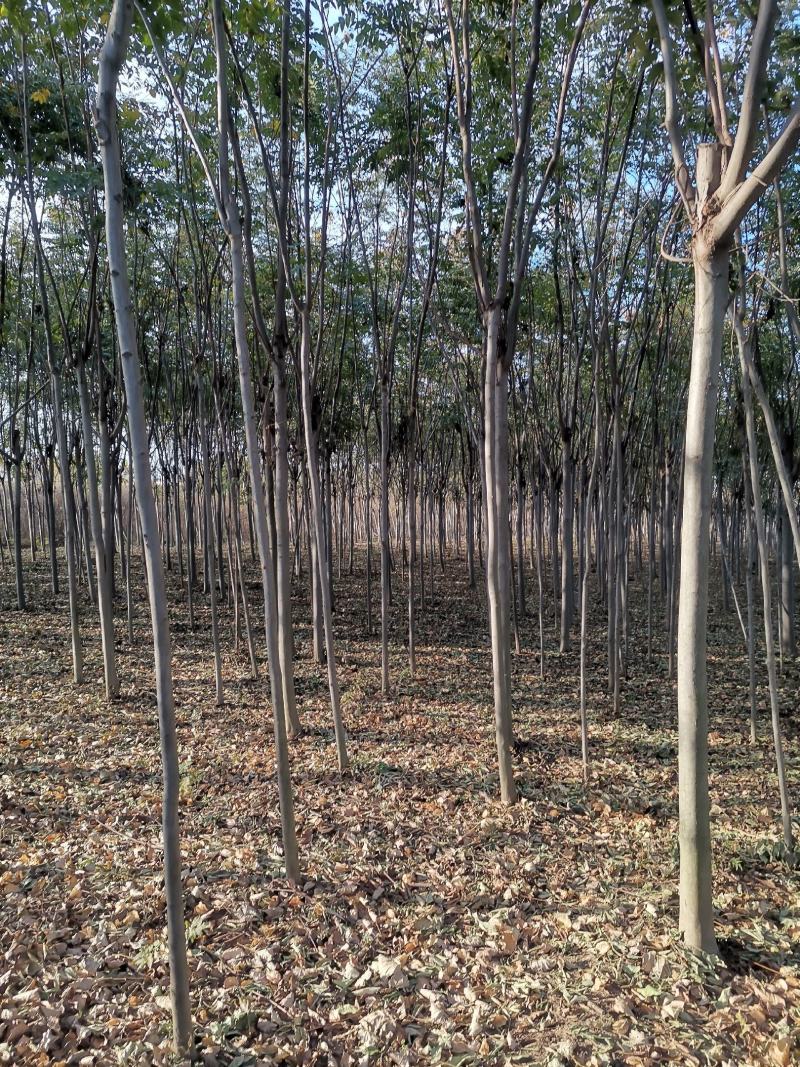 栾树3公分栾树原生冠裸根带土球截头发帽各种规格