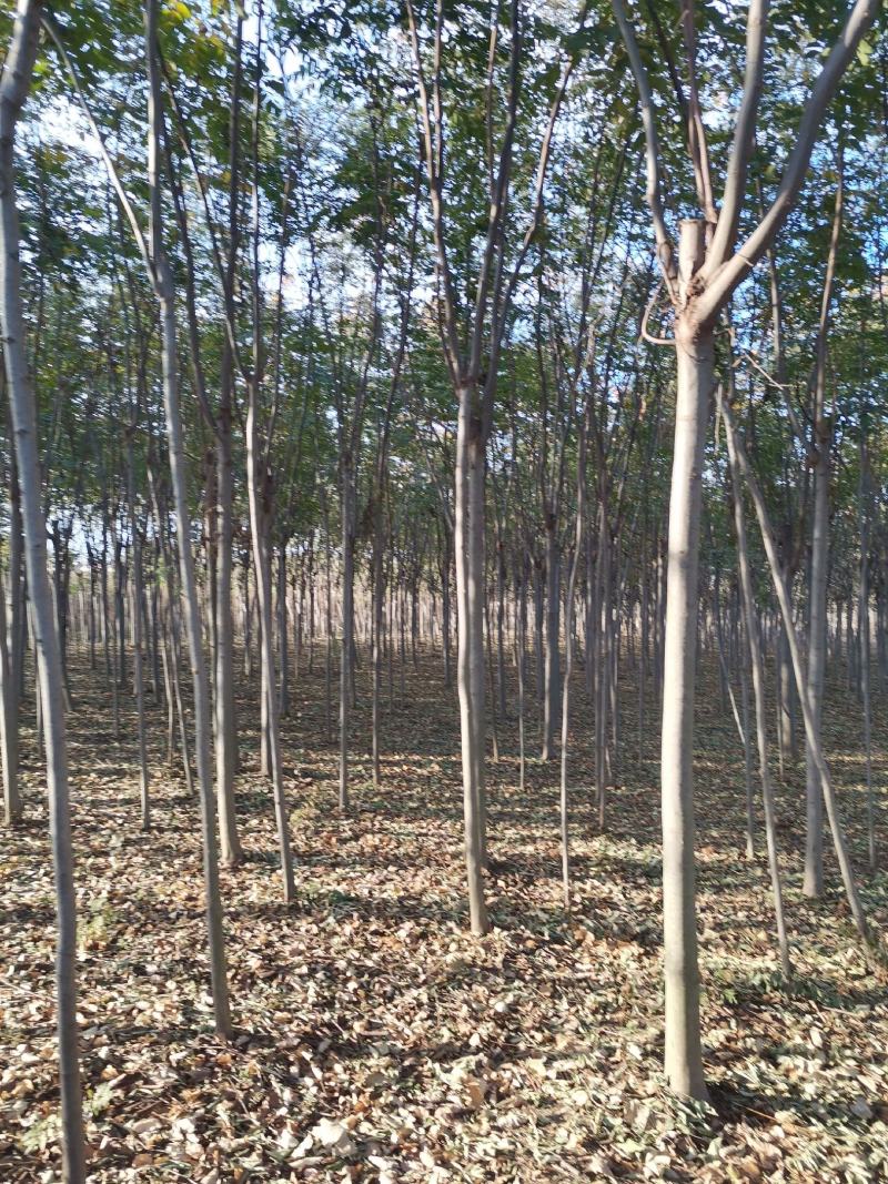 栾树3公分栾树原生冠裸根带土球截头发帽各种规格