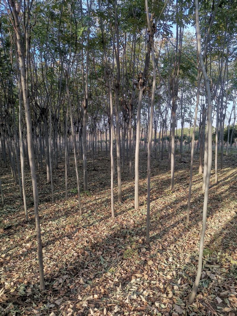 栾树3公分栾树原生冠裸根带土球截头发帽各种规格