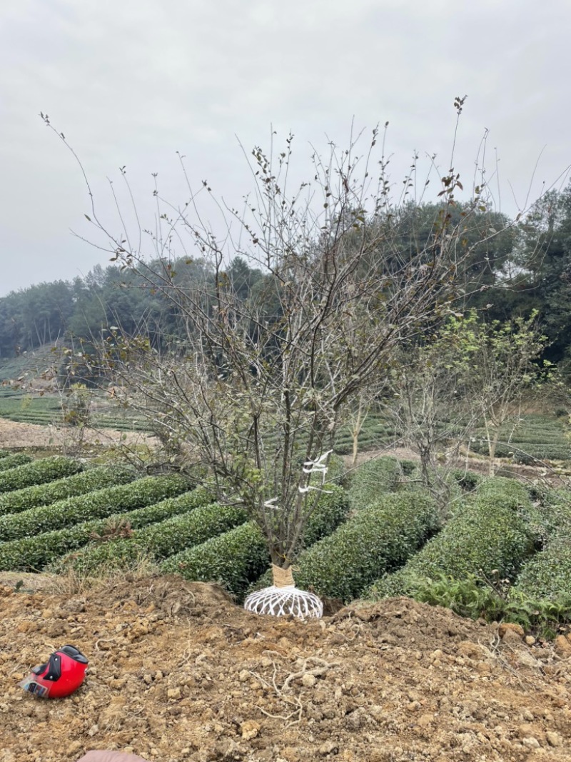 垂丝海棠，丛生，高度4米，冠幅3米