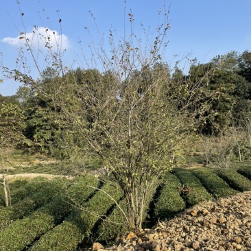 垂丝海棠，丛生，高度4米，冠幅3米