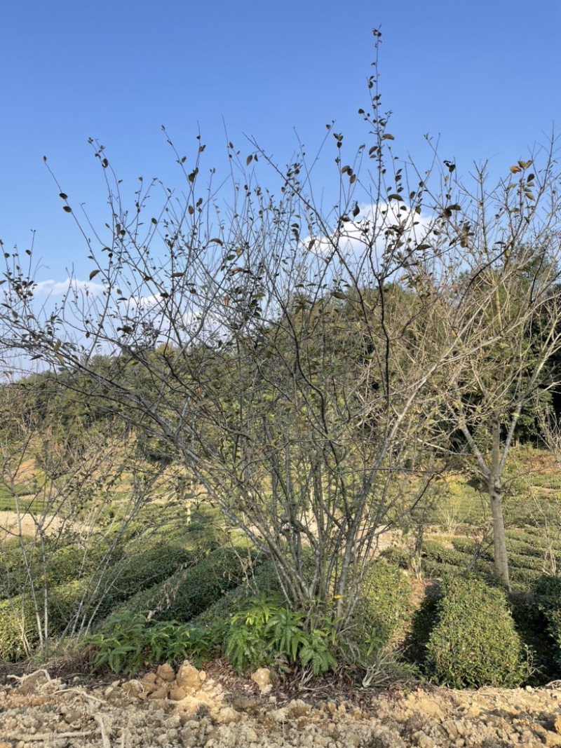 垂丝海棠，丛生，高度4米，冠幅3米
