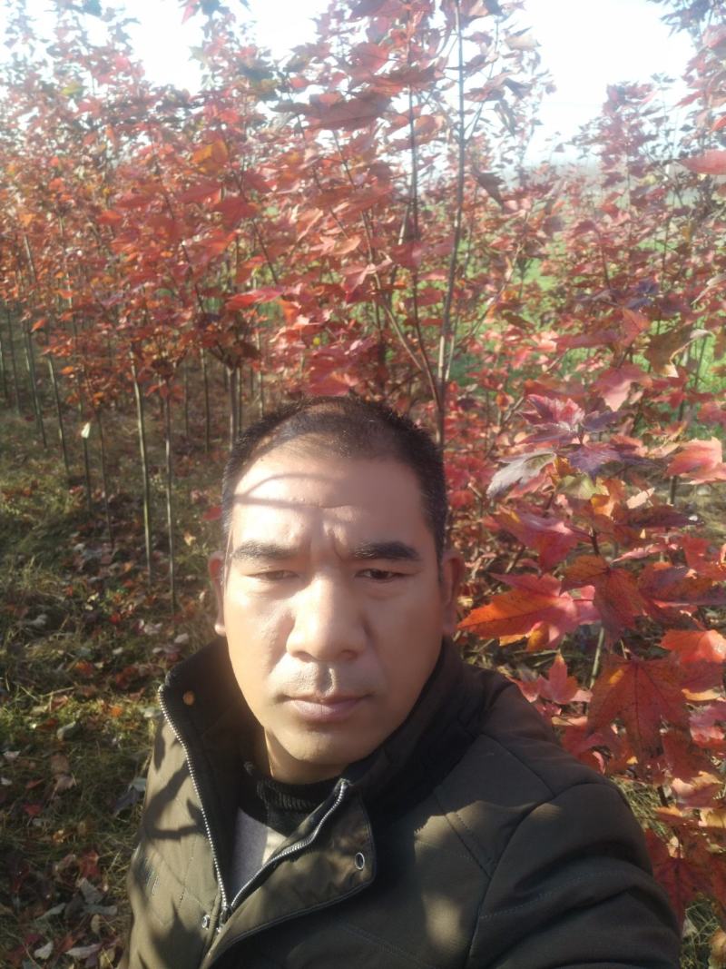 红冠红枫树苗自己种植，没有中间商，欢迎选购。
