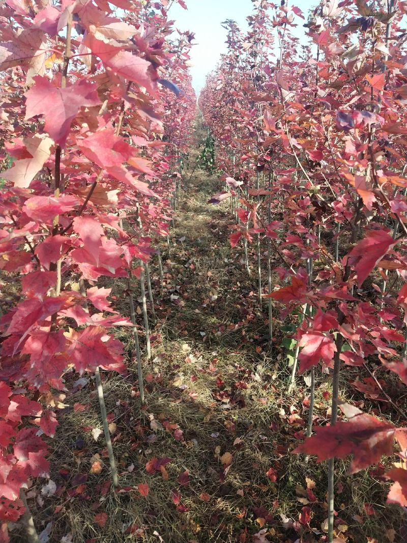 红冠红枫树苗自己种植，没有中间商，欢迎选购。