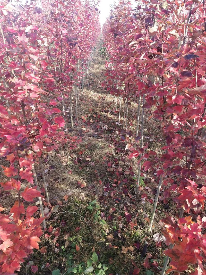 红冠红枫树苗自己种植，没有中间商，欢迎选购。