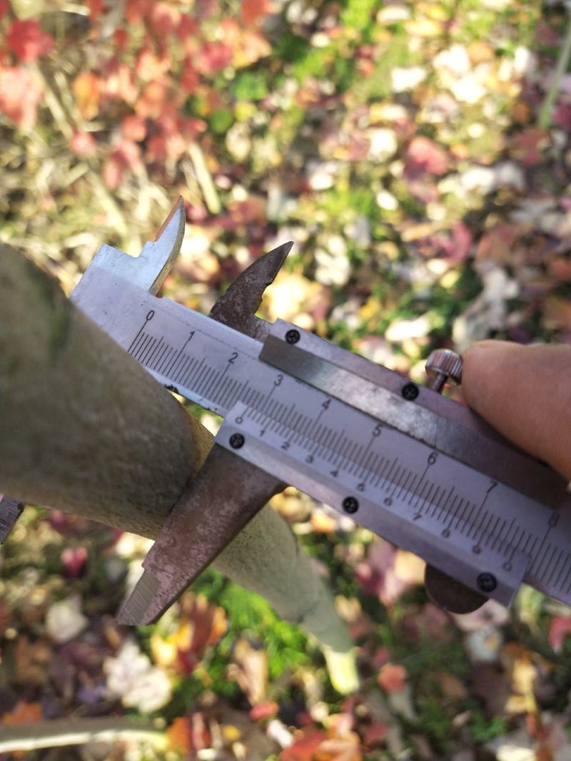 红冠红枫树苗自己种植，没有中间商，欢迎选购。