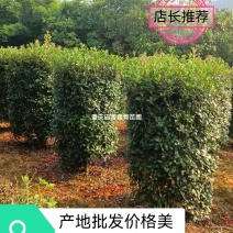 重庆巴南区赚宝苗圃红叶石楠柱量大价格美丽