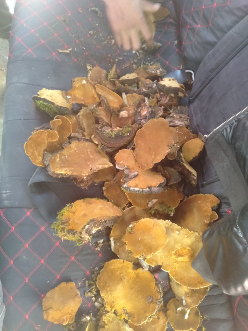 森林黄金桑黄