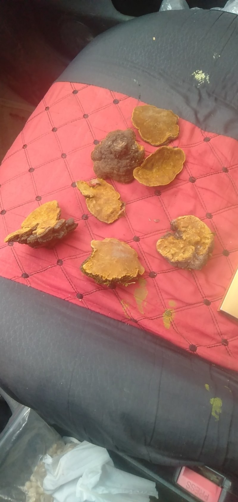森林黄金桑黄