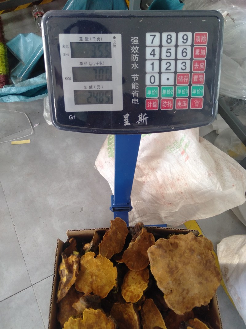 森林黄金桑黄